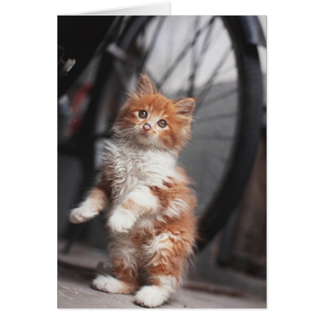 Cartão Orange Tabby Kitten (Frente)