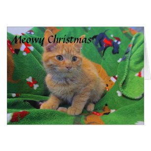 Cartão Orange Tabby Kitten