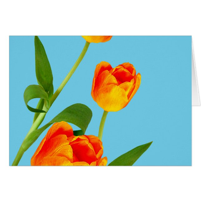 Cartão Orange Tulip (Frente Horizontal)