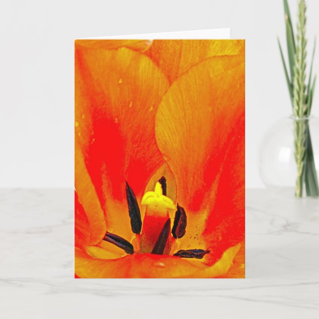 Cartão Orange Tulip (Frente)