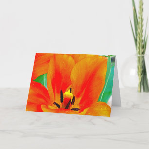 Cartão Orange Tulip