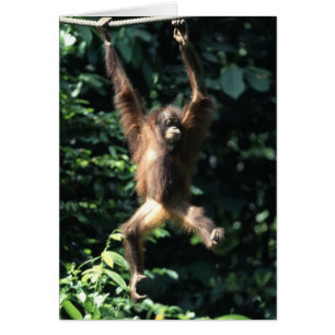 Cartão Orangutan em Bornéu