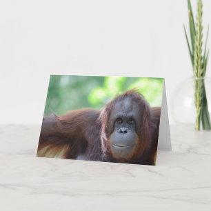 Cartão Orangutan Greeting Card