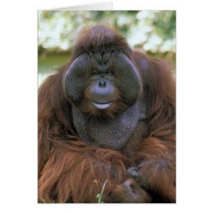 Cartão Orangutan Pongo Pygmaeus