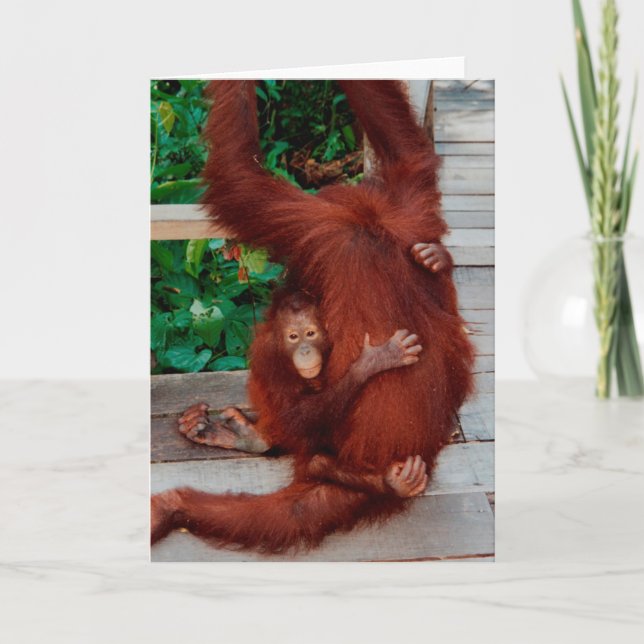 Cartão Orangutanos (Frente)