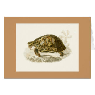 Cartão Orbigny - tartaruga - mauritanica do Testudo