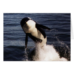 Cartão Orca
