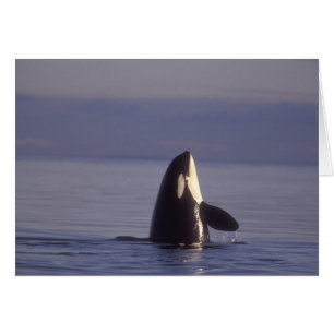 Cartão Orca assassina (Orca orcinus) em spyhopping perto