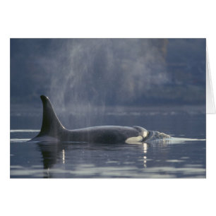 Cartão Orca fêmea adulta (Orcinus Orca), Puget