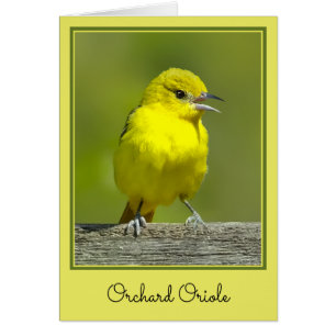 Cartão Orchard Oriole - Fotografia original