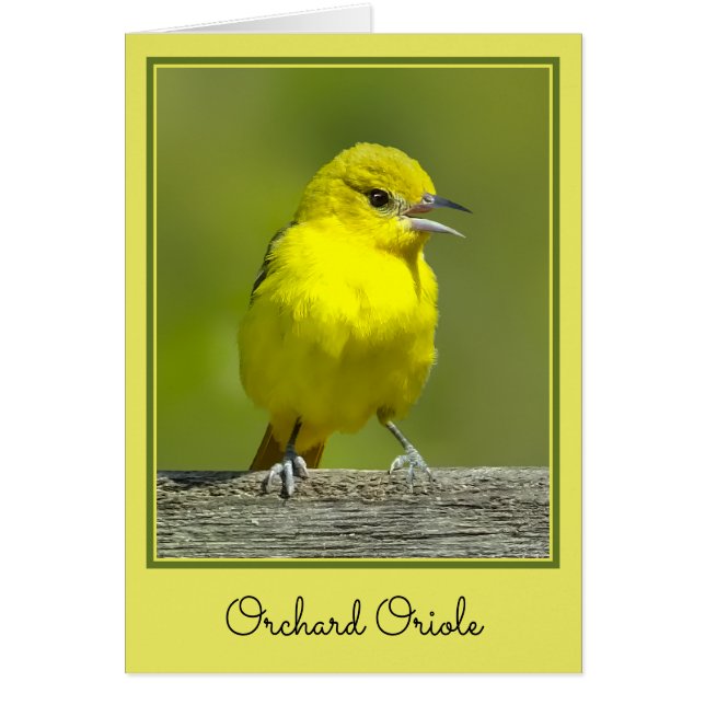 Cartão Orchard Oriole - Fotografia original (Frente)