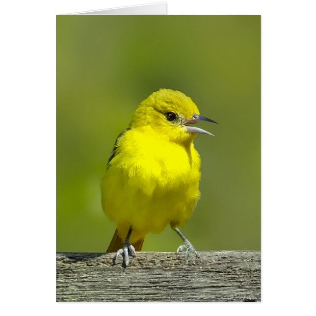 Cartão Orchard Oriole - Fotografia original (Frente)