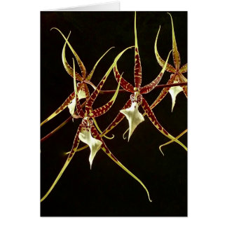 Cartão Orchid2