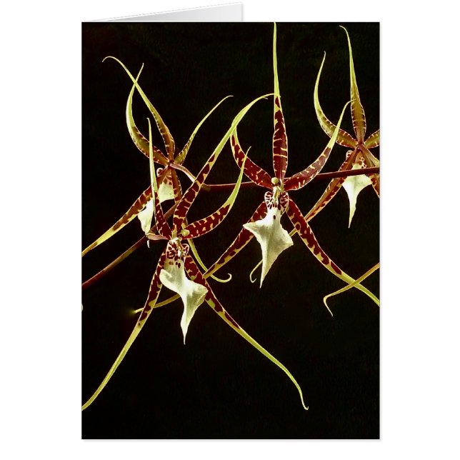 Cartão Orchid2 (Frente)