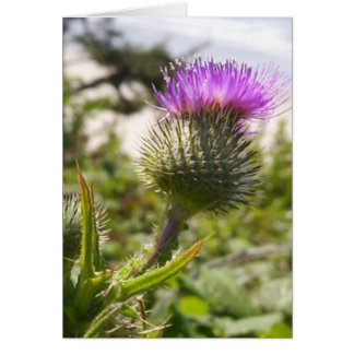 Cartão Oregon Thistles