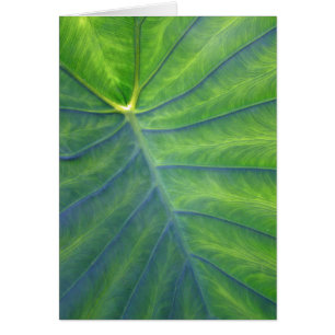 Cartão Orelhas de elefante - Colocasia