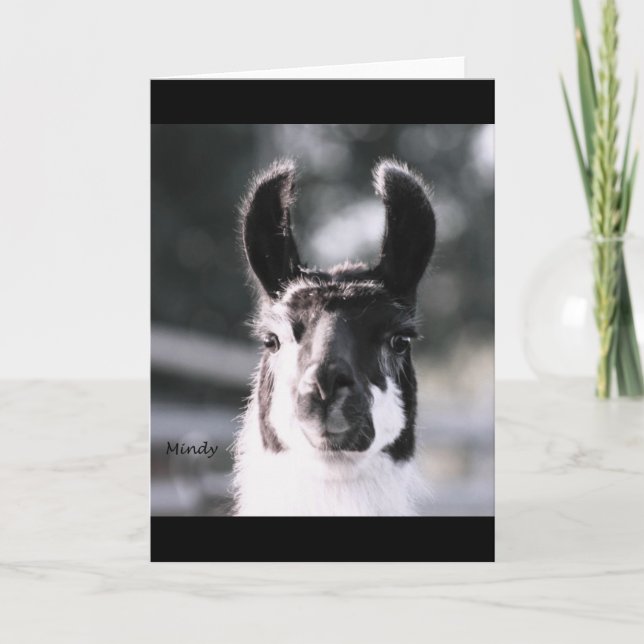 Cartão Orelhas do lama (Frente)