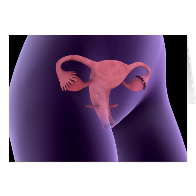 Cartão Órgão Reprodutivo Feminino, X-Ray View 2 (Frente Horizontal)