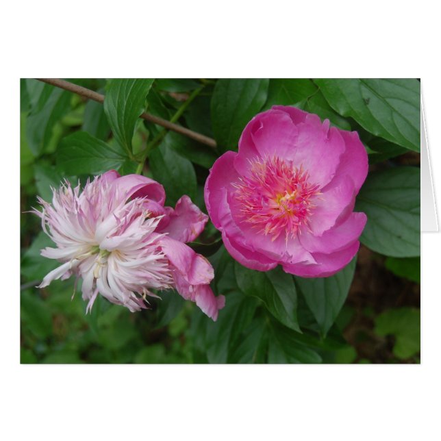 Cartão Orgulho e Preconceito (Frente Horizontal)