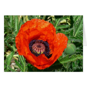 Cartão Oriental Poppy