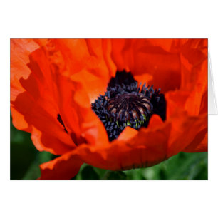 Cartão Oriental Poppy