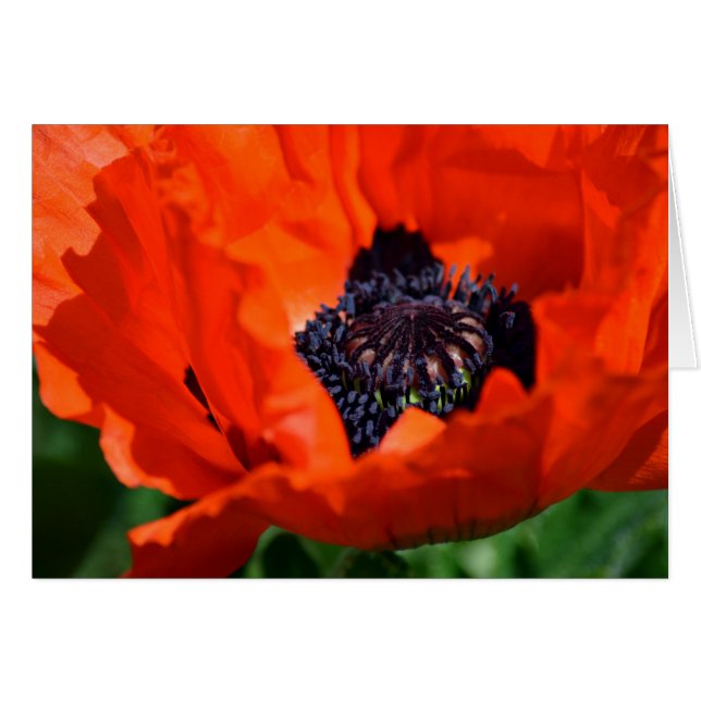 Cartão Oriental Poppy (Frente Horizontal)