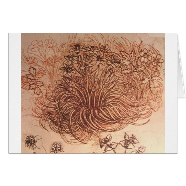 Cartão Ornithogalum (estrela de Bethlehem) (Frente Horizontal)