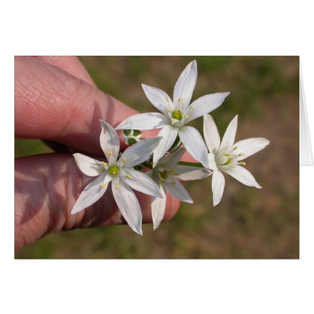 Cartão Ornithogalum umbellatum (Frente Horizontal)