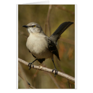 Cartão Ornitologia de Mockingbird