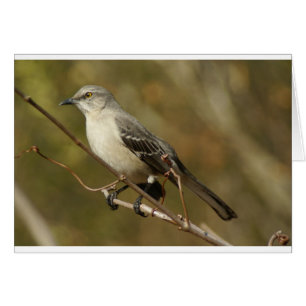 Cartão Ornitologia de Mockingbird