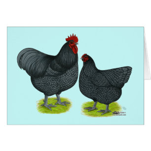 Cartão Orpington:  Pares azuis