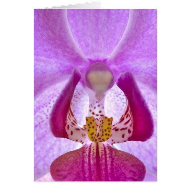Cartão Orquídea (Frente)