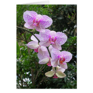 Cartão Orquídea