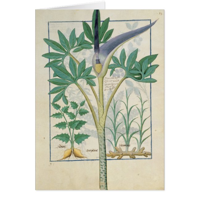 Cartão Orquídea (Frente)