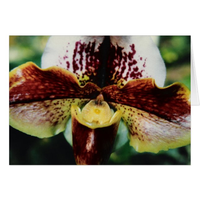 Cartão Orquídea (Frente Horizontal)