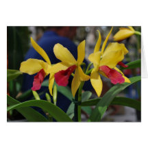 Orquídea Amarela de Vero Beach, FL