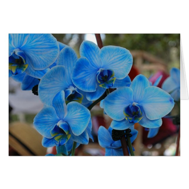 Cartão Orquídea Azul de Vero Beach, Fl (Frente Horizontal)