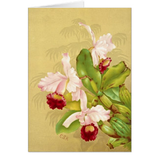 Cartão Orquídea branca 1892 da casa