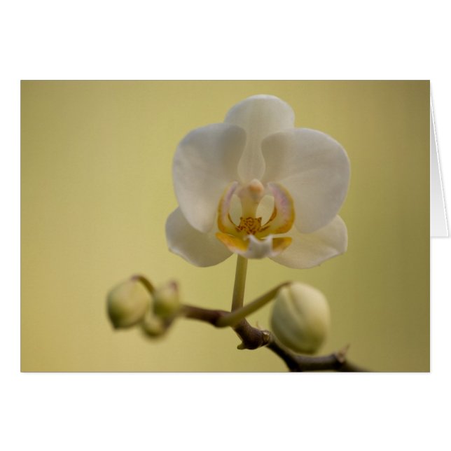 Cartão Orquídea branca delicada (Frente Horizontal)