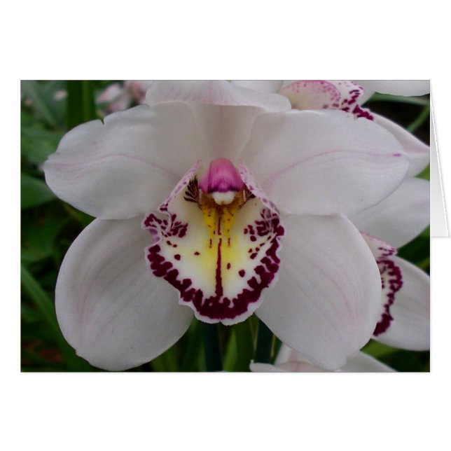 Cartão Orquídea Branca II Elegante (Frente Horizontal)