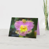 Orquídea C-Dia de as mães Rosa-Rosa-Rosa-Cattleya