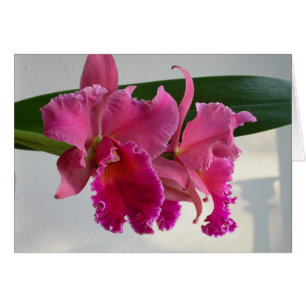 Cartão Orquídea Cattleya