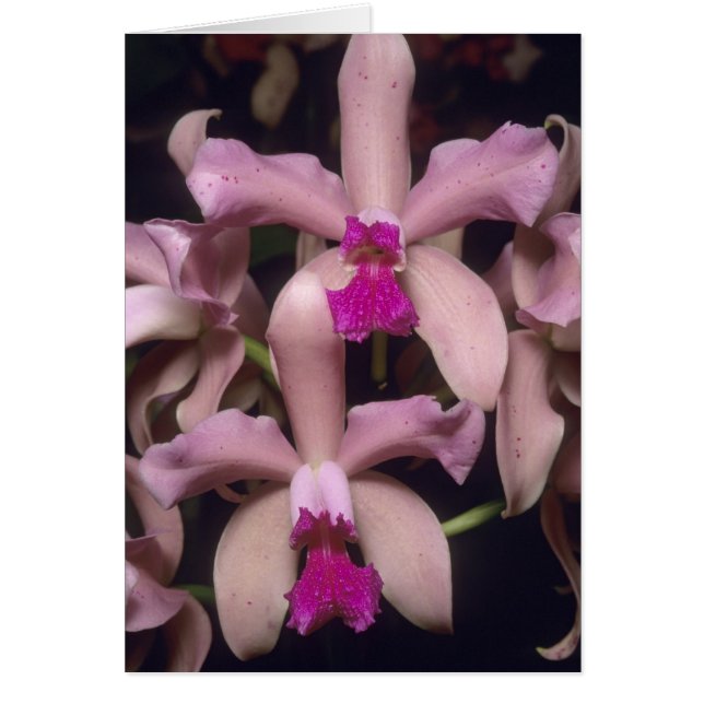 Cartão Orquídea (Cattleya amethystoglossa), Leste (Frente)