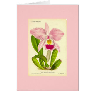 Cartão Orquídea - Cattleya Gaskeliana
