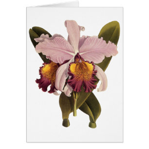 Cartão Orquídea Cattleya Roxa Vintage, Flores Tropicais