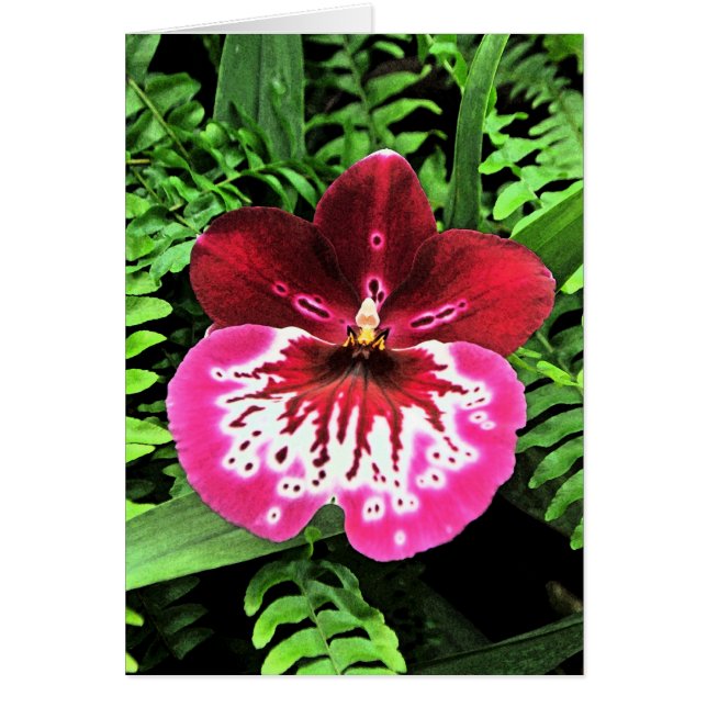 Cartão Orquídea da orquídea da orquídea (Frente)