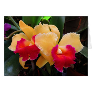 Cartão Orquídea de Cattleya