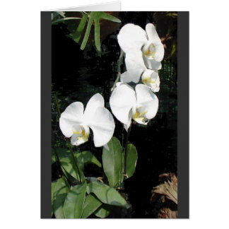 Cartão Orquídea de Singapura 4