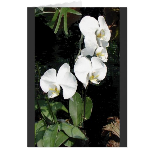 Cartão Orquídea de Singapura 4 (Frente)