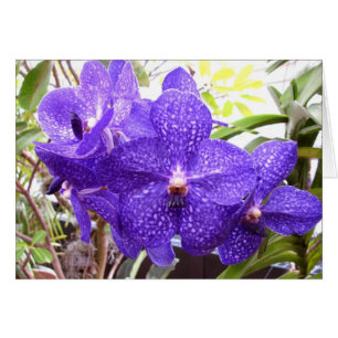 Cartão Orquídea de Vanda Pachara